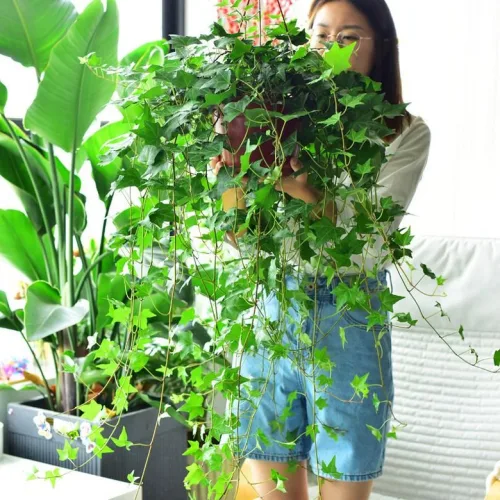 화분 걸이 행잉 플랜트 화분걸이 원예 장식 철제