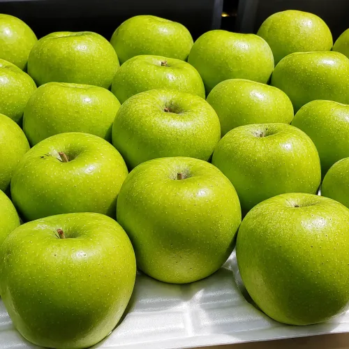 [폭탄세일] 하루딱100박스 당도선별 썸머킹 아오리 사과, 1박스, 5kg