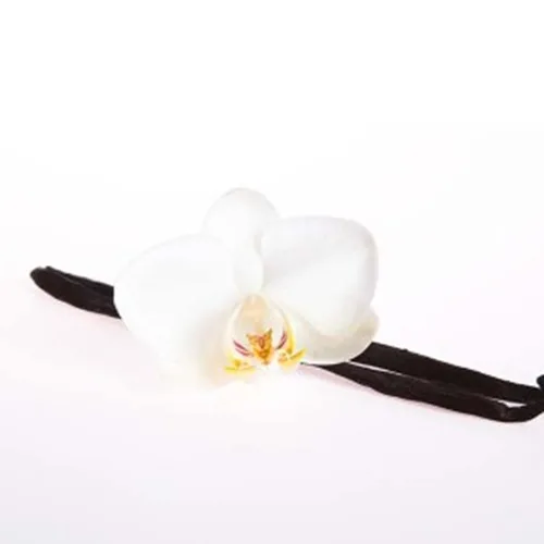 매그놀리아 Magnolia 프래그런스오일, 500ml, 1개