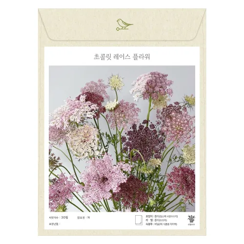 초콜릿 레이스 플라워 초콜릿아미초 씨앗 30립 (유아그린/D0401/가람원)