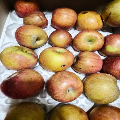 사과 부사 가정용 과일 산지직송 신선 간식 전가족 저칼로리 3kg 1개, 1개, 10000없음