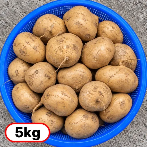 [고랭지800m수확] 멕시코 감자 히카마 최상품, 1박스, 5kg