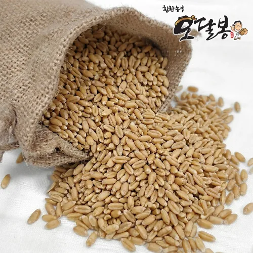 힘찬농부오달봉 국산 통밀
