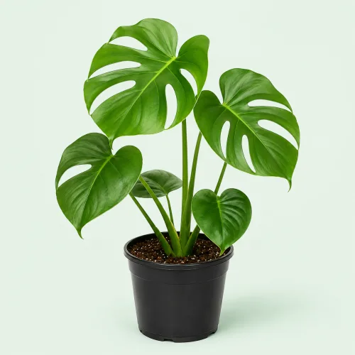 대성식물 찢잎 몬스테라 중형 높이 30-40cm, 1개, 그린