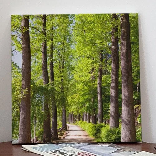 가장 많이 선택한 풍수 작품 캔버스액자 30x30, 03.화창한나무숲길, 1개